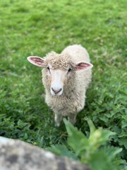 Curious Sheep in Lush Green Meadow