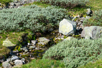 Mountain Stream and Mossy Rocks at Gaustadtoppen
