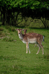 Captivating fallow deer in serene grassland setting of Denmark during golden hour