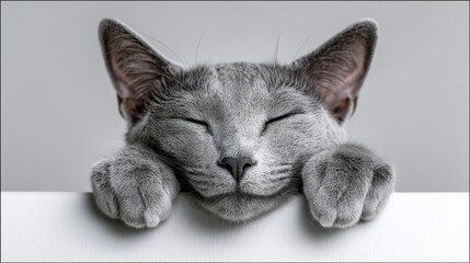 Sleepy gray cat resting with head on paws in cozy pose