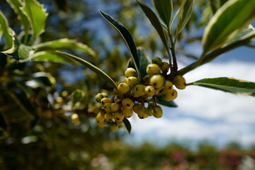 branch of a tree with berries