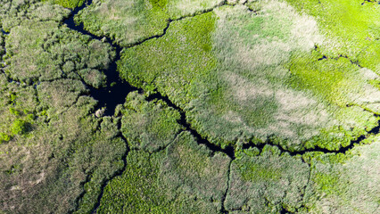 Small swamp with water in Lithuania
