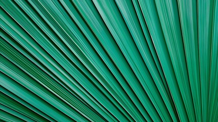 Close-up of a large green palm leaf showing detailed veins and texture with natural light enhancing its vibrant color.