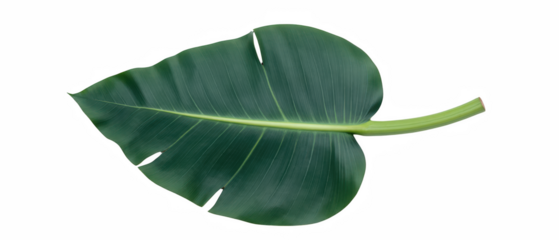 Large green leaf with prominent veins and smooth texture, showcasing natural beauty and freshness. Ideal for botanical themes