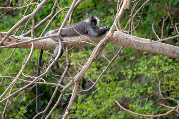 Germain's Langur - Trachypithecus germaini, rare endagered Old World monkey native to tropical forests of Indochina, Vietnam.
