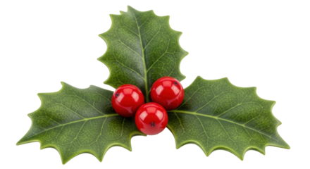 Isolated Christmas holly with berries