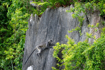 Germain's Langur - Trachypithecus germaini, rare endagered Old World monkey native to tropical forests of Indochina, Vietnam.