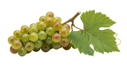Obraz premium Isolated Bunch of Green Grapes