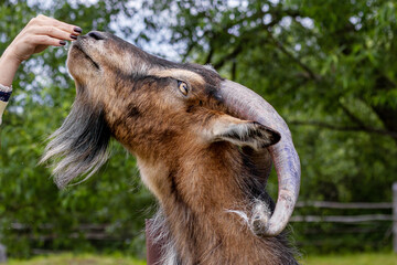Woman feeds goat with a beard a lush outdoor backdrop. Close-up