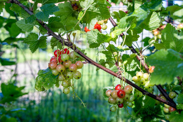 Ripening red and white currants on bush in sunny garden