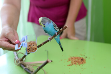 People take care of and play with budgies of the 