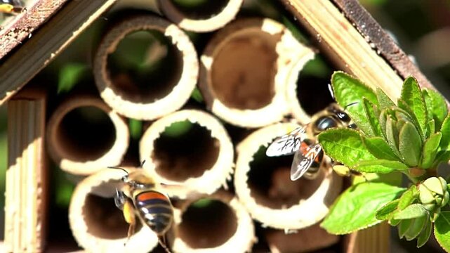Slow Motion Red Mason Bees Entering Natural Bee House in Blooming Spring Garden