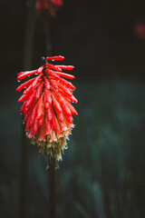 red and yellow flower