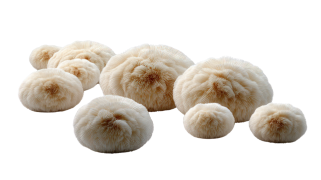 Fluffy Lion's Mane Mushrooms: a close-up shot of a collection of Lion's Mane mushrooms, with their unique, cascading, and creamy texture.