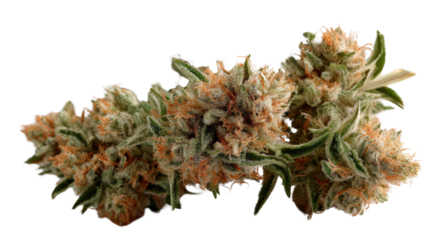 Cannabis Sativa Bud Close-Up: An up-close and detailed capturing of a Cannabis Sativa bud, showcasing its intricate textures, vibrant green hues, and delicate trichomes glistening