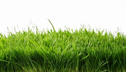 Fototapeta premium fresh green grass lawn isolated on white background