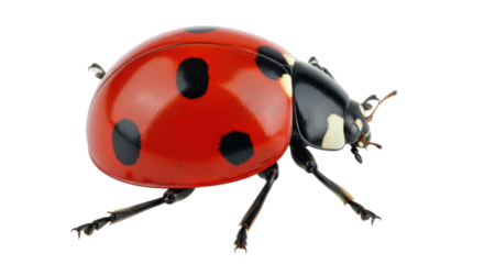 Isolated Ladybug