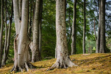 A summer HDR image of an avenue of Silver Beech trees, Fagus sylvatica, Dundonnell, Wester Ross, Scotland.