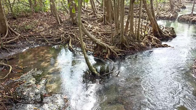 flowing water stream creek in tropical forest