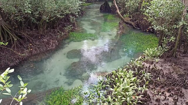 flowing water stream creek in tropical forest