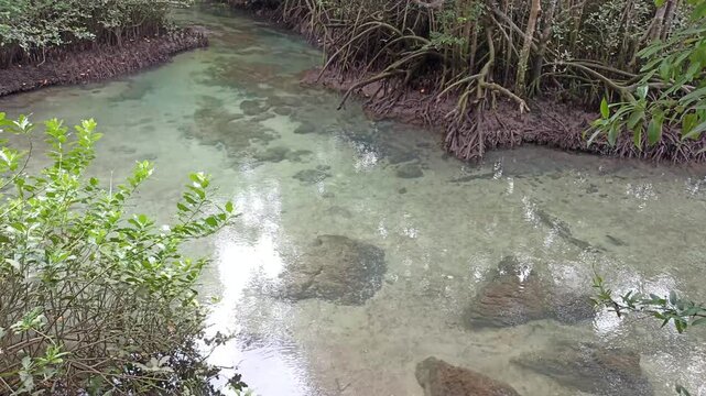 flowing water stream creek in tropical forest