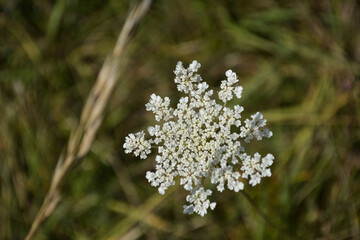 Daucus Carota Flower Close-Up with Soft Green Bokeh