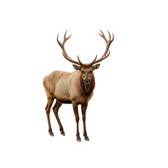 Majestic Bull Elk with Antlers Against Transparent Background