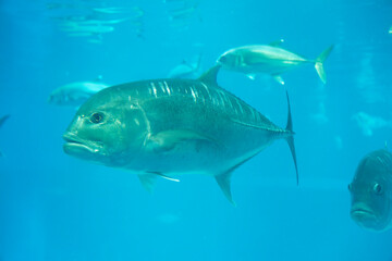 Giant trevally under water