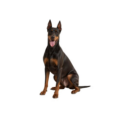 Adorable Doberman Pinscher Sitting, Isolated on Transparent Background