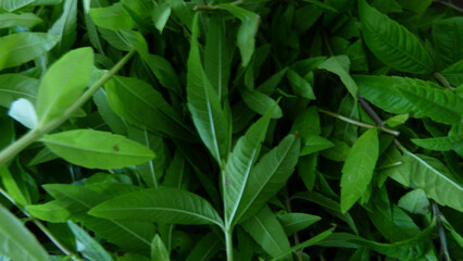 Feuillage de verveine