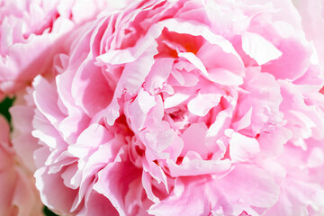Pink peony flower, beautiful background. Closeup