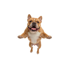 Playful French Bulldog Puppy Standing on Hind Legs, Reaching Up