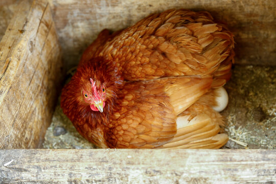 Fototapeta Santa Fe, New Mexico, USA. Hen laying an egg in her nest.