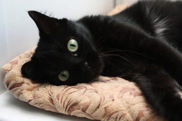 Black cat with green eyes lying on the window. Black cat.