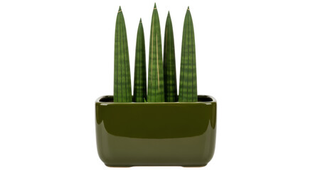 Isolated Snake Plant in Pot