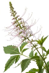 wild orthosiphon aristatus flower isolated on white background