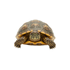 Fototapeta premium Yellow-footed Tortoise (Chelonoidis denticulata) Facing Forward on Transparent Background