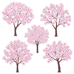 Obraz premium Cherry trees bloom, pink blossom nature