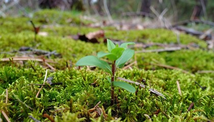 New Plant Growth with Forest Moss, and Spring Nature.