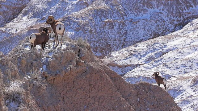 Wild Bighorn Sheep in the rugged landscape of Badlands National Park, South Dakota in the winter.