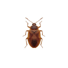Detailed Close-Up of a Bed Bug (Cimex lectularius) on Transparent Background
