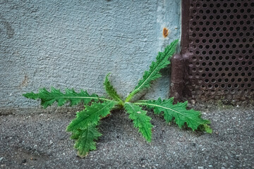 Green plant grows from concrete corner showing resilience in urban environment