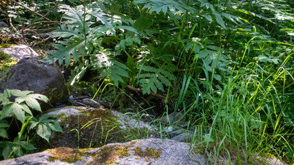 Scalve valley nature, landscapes in Orobic Alps, Bergamo, Italy