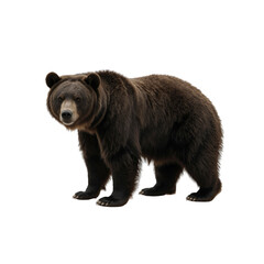 Fototapeta premium Majestic Grizzly Bear on Transparent Background - Wildlife Photography