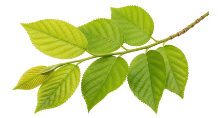 Isolated Green Leaves on Branch