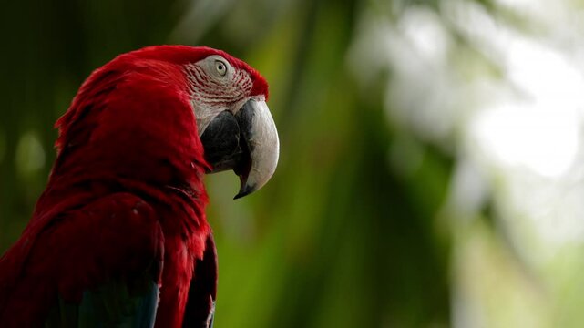 Macaw Roo Xcaret 이미지 – 찾아보기 1,266 스톡 사진, 벡터 및 비디오 | Adobe Stock