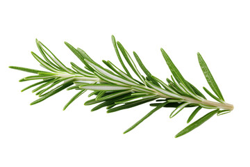 Fototapeta premium Fresh Rosemary Sprig on Transparent Background