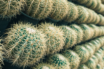 Row of cacti with spines and green leaves