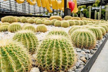A row of round cacti.
