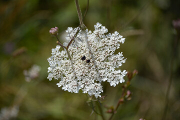 Close-Up of Wild Daucus Carota Flower with Soft Bokeh Background
